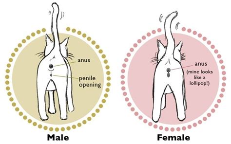 Regardless whether your cat is a male or female calico, you can help them have a good quality of life by providing them with good shelter, feeding them a nutritious diet, and providing quality veterinary care with the help of a solid pet health insurance plan. How to tell if my rescued kitten is a male or female - Quora