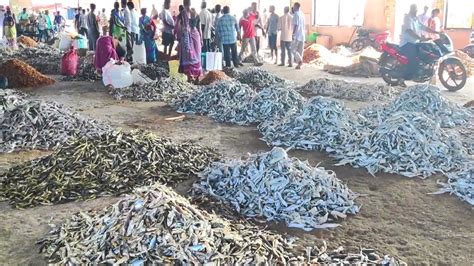 Biggest Fish Market In India Sea Shore Fish Bazaar In Kakinada