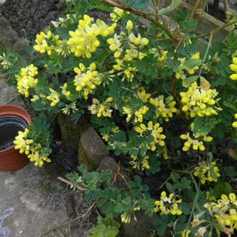 Coronilla Valentina Subsp Glauca Citrina Syn Coronilla Glauca