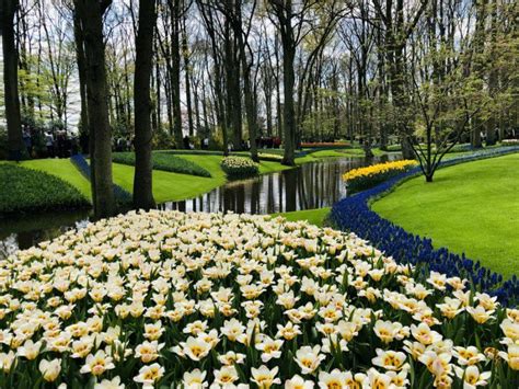 The floral meaning of this flower is loyalty and friendship. Keukenhof 2019 has ended - find other things to do in the area