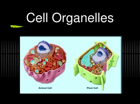 Ppt Cell Organelles Powerpoint Presentation Free Download Id6224117