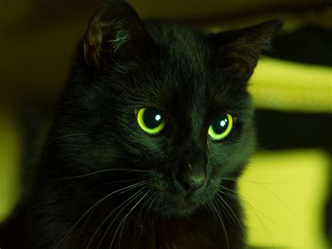 Cute Black Cat With Green Eyes