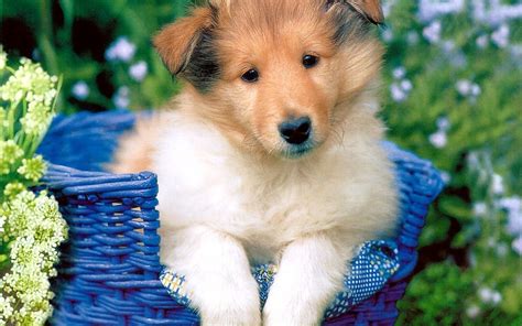 Cute Puppy - Puppies Wallpaper (13379766) - Fanpop