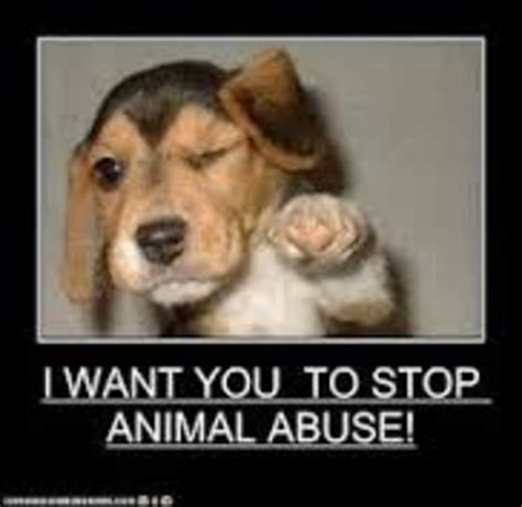 Animal abuse (Through out History) timeline | Timetoast timelines