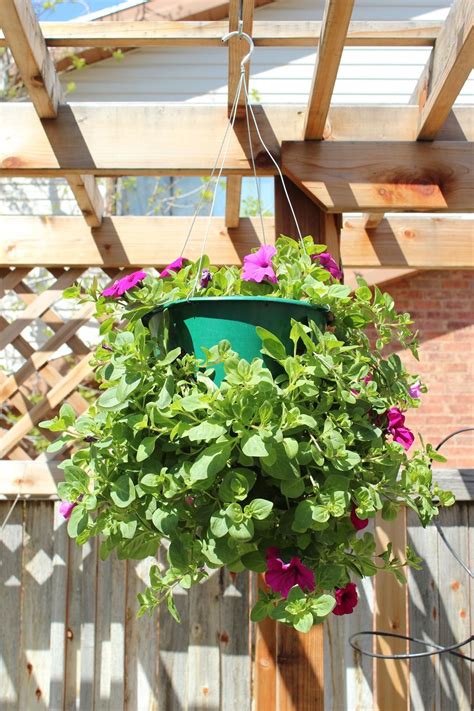 How to Plant a Professional-Looking Hanging Flower Basket