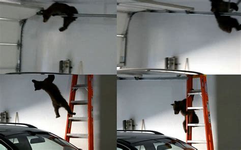 Mommy Bear To The Rescue After Cub Gets Trapped In A Garage But How Did She Open The Door