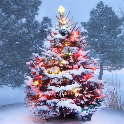 Snow Covered Christmas Tree Magically Glows In Thi Stock Photo Image