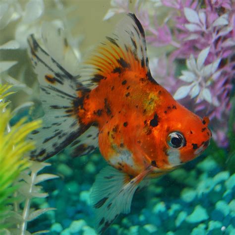 Calico Ryukin Fancy Goldfish Goldfish Betta Fish Fish Pet