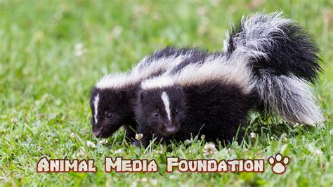 Can Baby Skunks Spray Animal Media Foundation