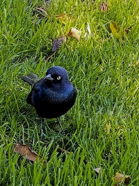 Angry Black Bird Free Stock Photo Public Domain Pictures