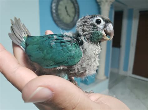Baby Turquoise Green Cheek Conure Unweaned Handfed