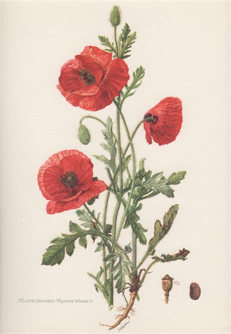 1954 Red Poppy Vintage Botanical Print Lithograph By Craftissimo