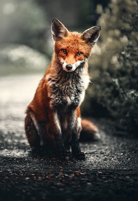 Our aim is to build a largest free png image platform in the world, serve for all the professional designer and people who have design skills. Tierschützer rettet Fuchs - Zu Hilfe gerufene Polizei ...