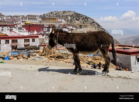 Tibetan Donkey Stock Photo Alamy