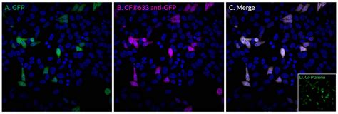 Gfp Monoclonal Mouse Antibody 9f9f9 Biotium