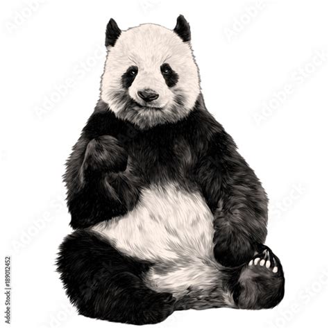 Panda Sitting Smiling Figure In Full Length Sketch Vector Graphics