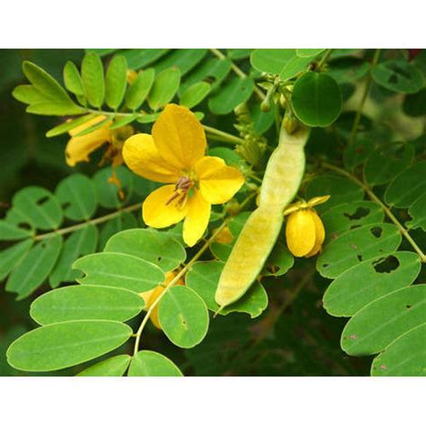 Shop ebay for great deals on senna leaf. Senna Leaves at Rs 160/kilogram | Senna Leaves | ID: 13338915712