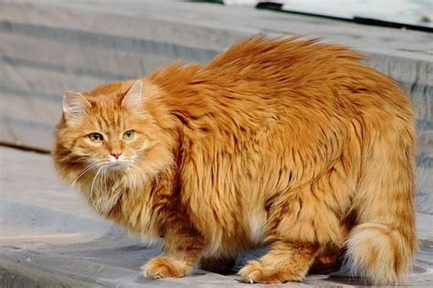 Russian Blue Cats Long Hair Orange Tabby Cats Orange Cats Tabby Cat