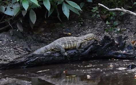 Endangered Asian Water Monitor Spotted In Sw Chinas Yunnan 6