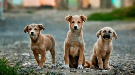 Acpa Calls On Vietnam To Ban Dog And Cat Meat Trade Vietnam Times
