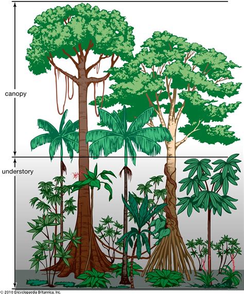 Tropical Rainforest Plants Adaptations To Environment 13780 The Best