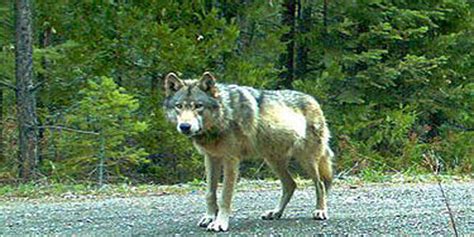 Gray Wolves In California Secure Endangered Species Act Protection