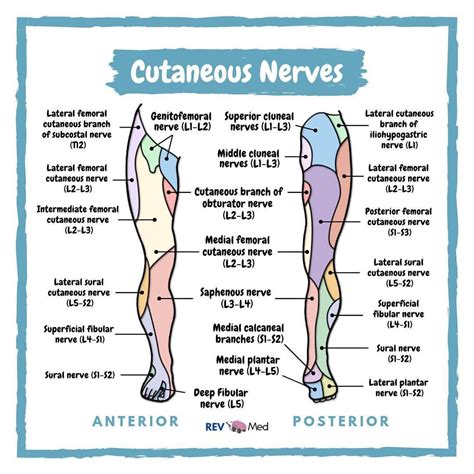 Instagram 上的 Rev🧠med Anatomy Lessons：「 Cutaneous Innervation Lower