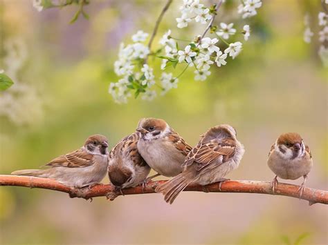 Baby Sparrows All You Need To Know Unianimal