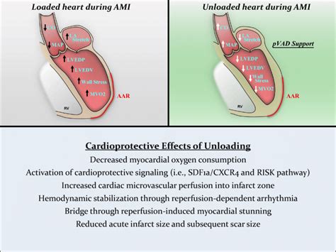 Central Figure The Cardioprotective Mechanisms Of Acute Ventricular