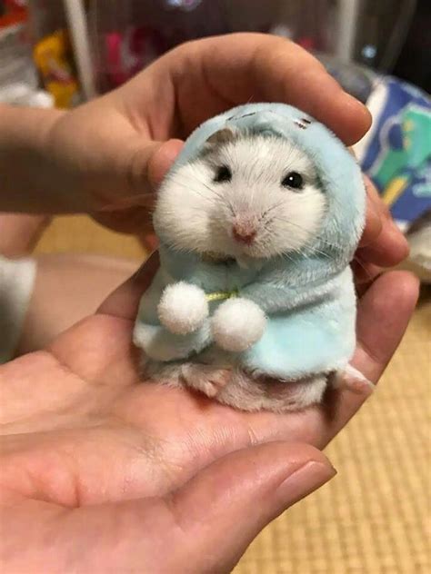 Hamster Wearing A Hoodie Hamster Wearing A Hoodle Funny Hamsters