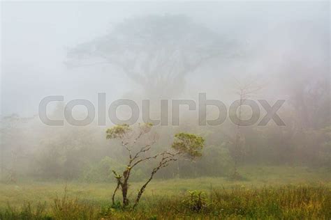 Foggy Jungle Stock Image Colourbox