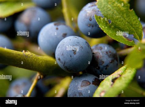 Sloe Berries Stock Photo Alamy
