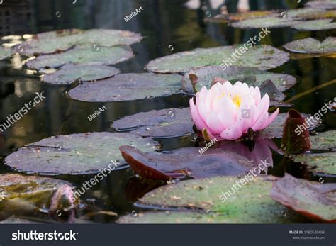 Pond Water Lilies Lily Pond Stock Photo 1180539493 Shutterstock