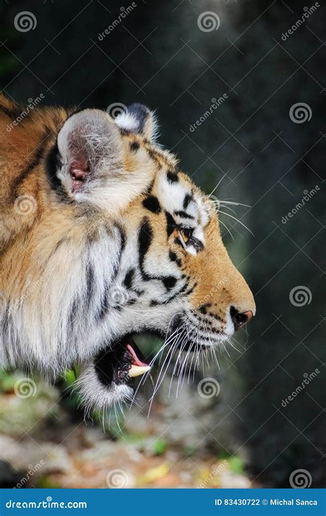 Tiger Face In Profile Wild Beast Animal Stock Photo Image Of Nature
