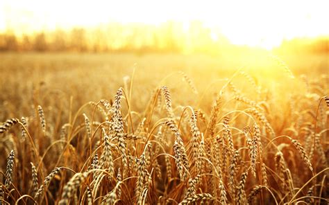 400 Wheat Hd Wallpapers And Backgrounds
