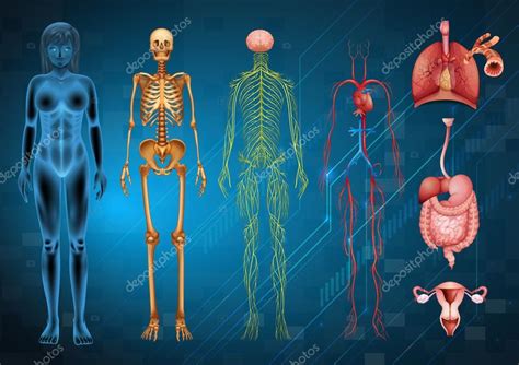 Diagram Showing Human Body Systems Illustration Stock