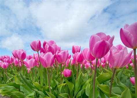 Natural Pink Tulip Flower Images Best Flower Site