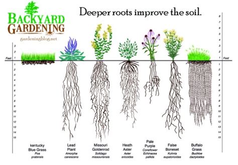 How To Add More Topsoil The Natural Way Backyard Gardening Blog