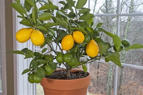 Ut Gardens November 2019 Plant Of The Month Indoor Citrus Ut