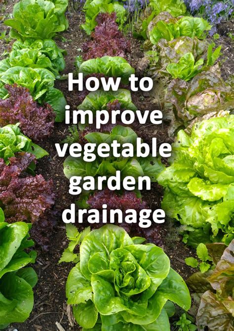 How To Make A Drainage In The Vegetable Garden Why Is It Necessary