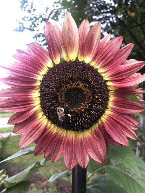 3 Headed Sunflower 🌻🌻🌻💕 Rgardening