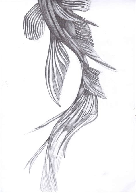 Fish Tail Drawing Animal Drawings Tail Drawing Photo Drawing