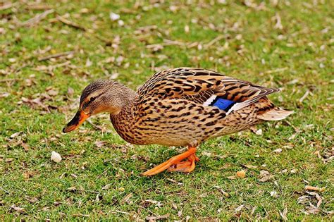 The Mallard Anas Platyrhynchos The Wide Billed Duck