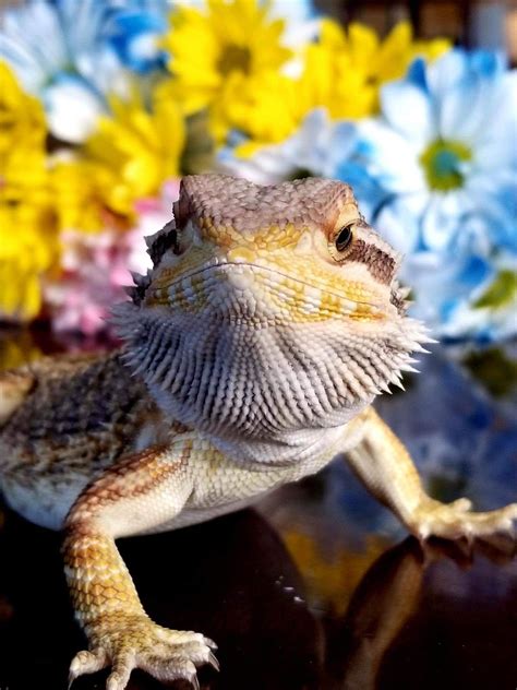 Pin By Your Waifu On Bearded Dragons Cute Reptiles Bearded Dragon