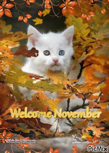 White Cat Goodbye October Welcome November  Pictures Photos And