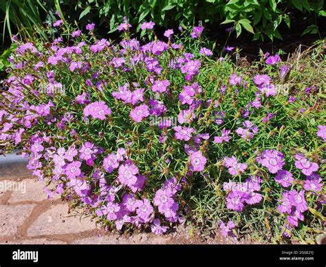Dianthus Amurensis Siberian Blue A Summer Flowering Plant With A Light Purple Summertime