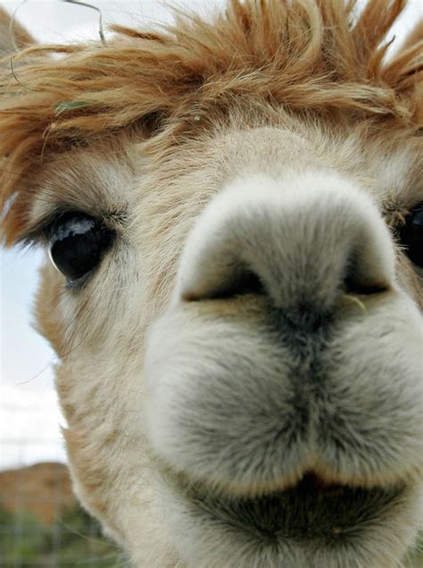 Alpaca Face Cute Animals Alpaca Llama