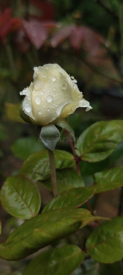 Raindrops On White Rose Flower Stock Photo Image Of White Flowe