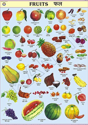 Fruits Chart At Best Price In New Delhi Delhi N C Kansil And Sons