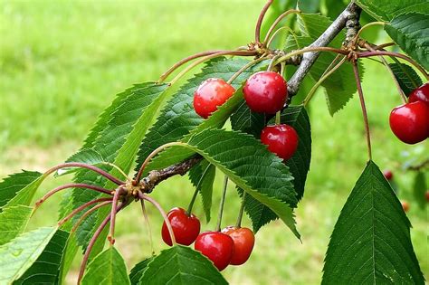 Cereja Relatado Árvore De Cereja Natureza Verão Fruta Vermelho